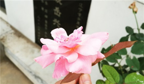 簡(jiǎn)單的挑選墓地的方法361-西安霸陵墓園